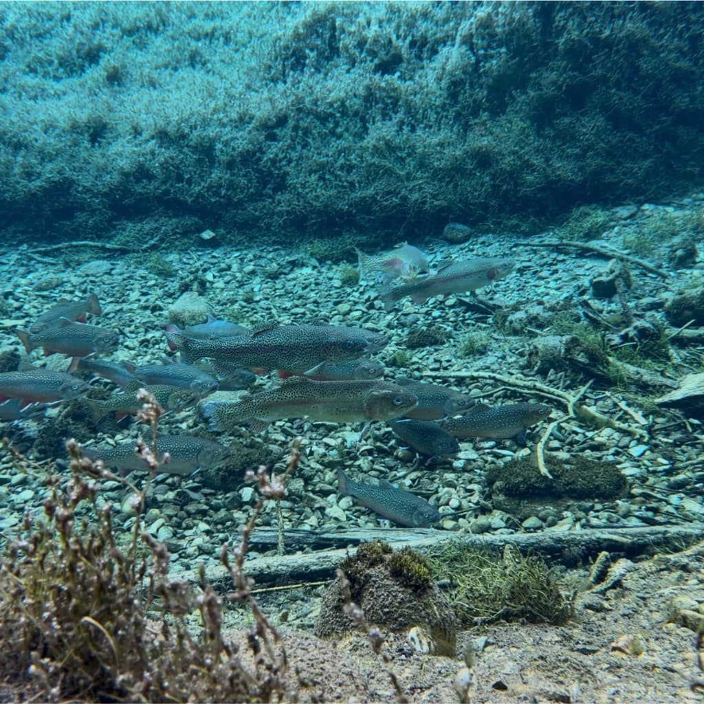 Rainbow trout in an Alberta river