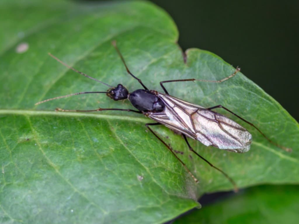 Flying Ant — Adult