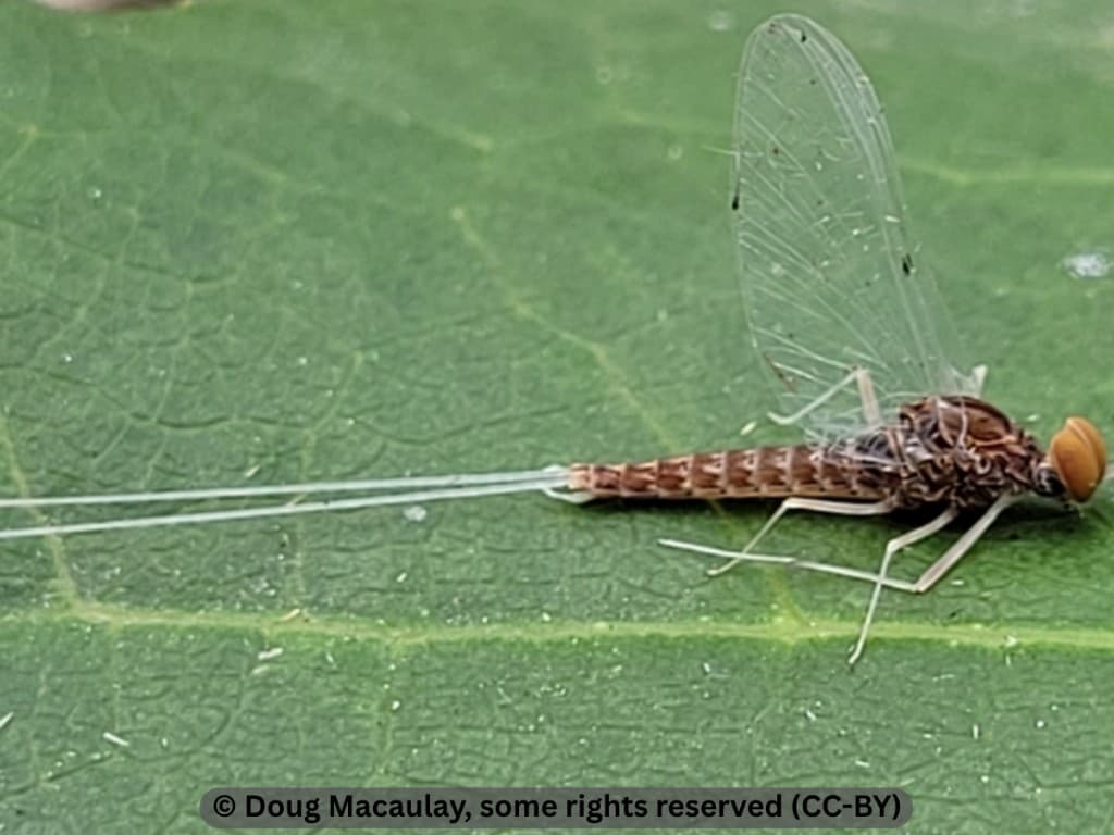 Blue-winged Olive — adult