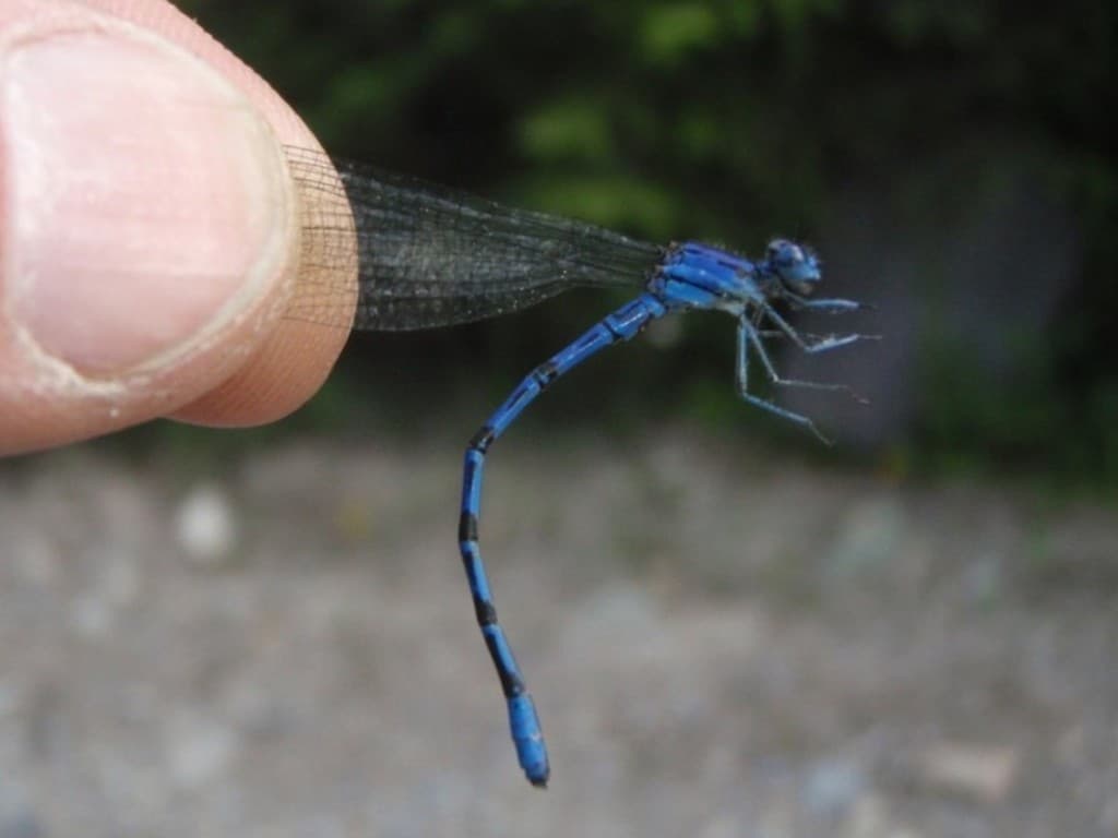Damselfly — Adult