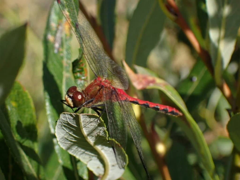 Dragonfly — Adult