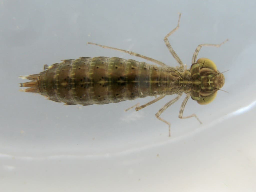 Dragonfly — Larva