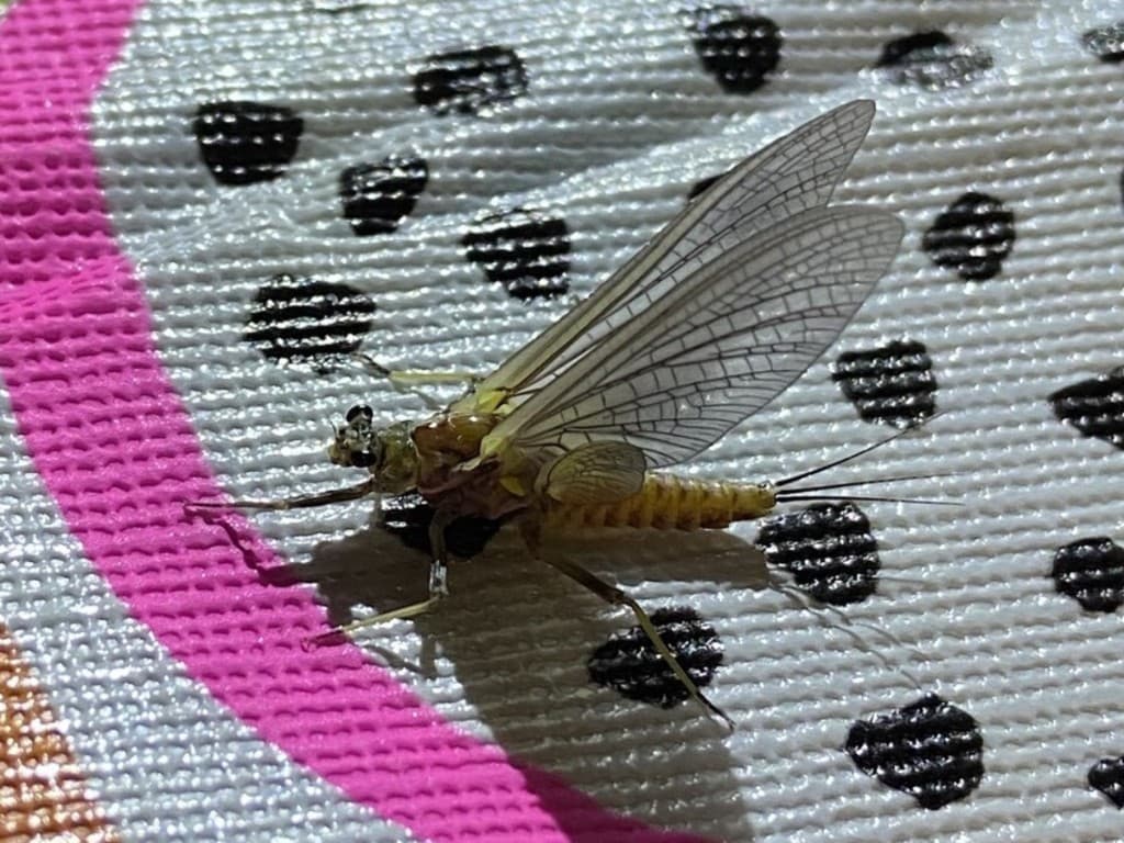 Green Drake — Adult