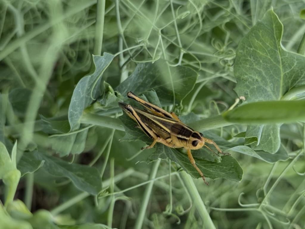 Grasshopper — Adult