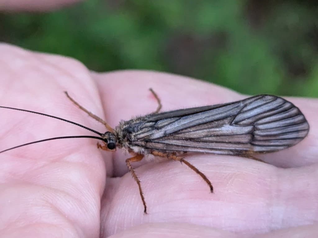 October Caddis — Adult