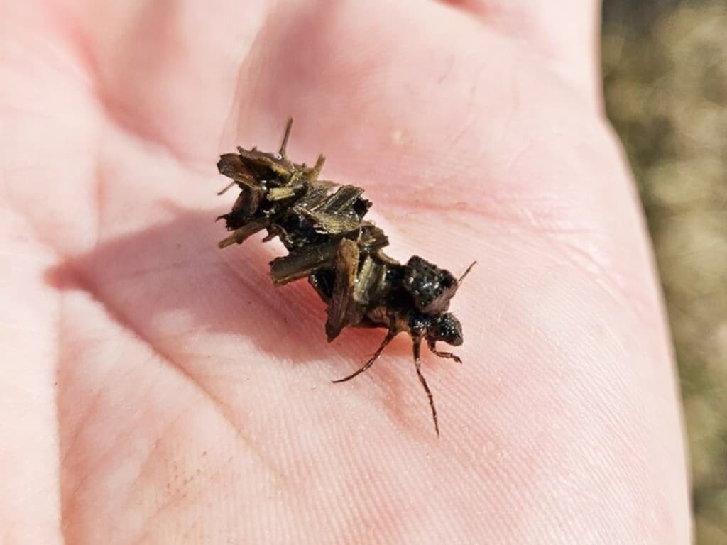 October Caddis — Larva