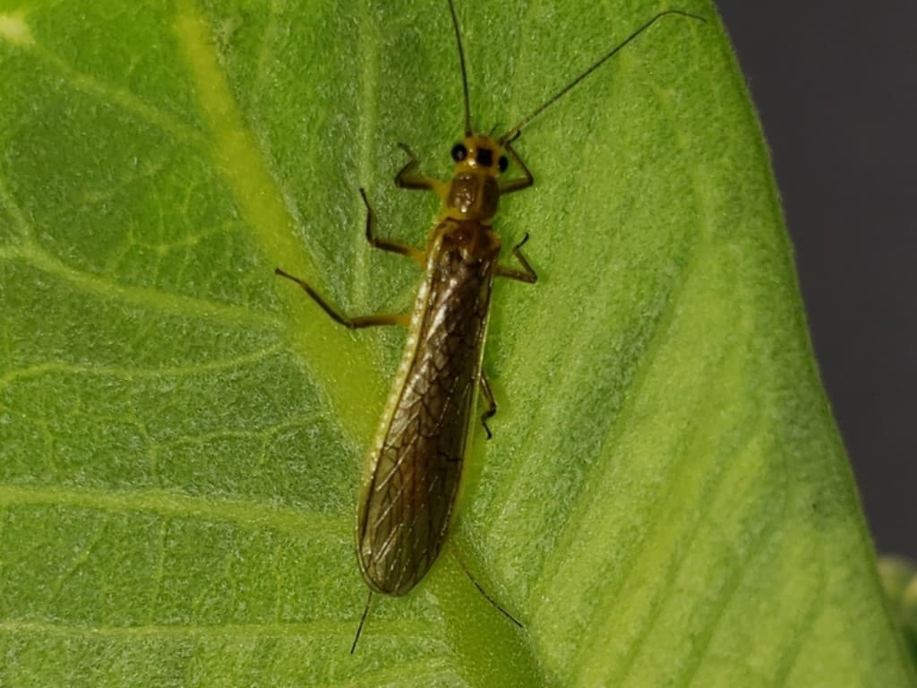 Golden Stonefly — Adult