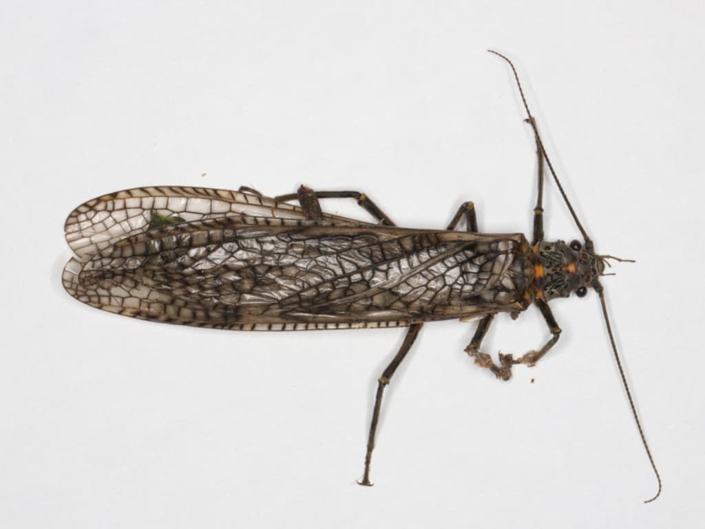 Salmonfly — Adult