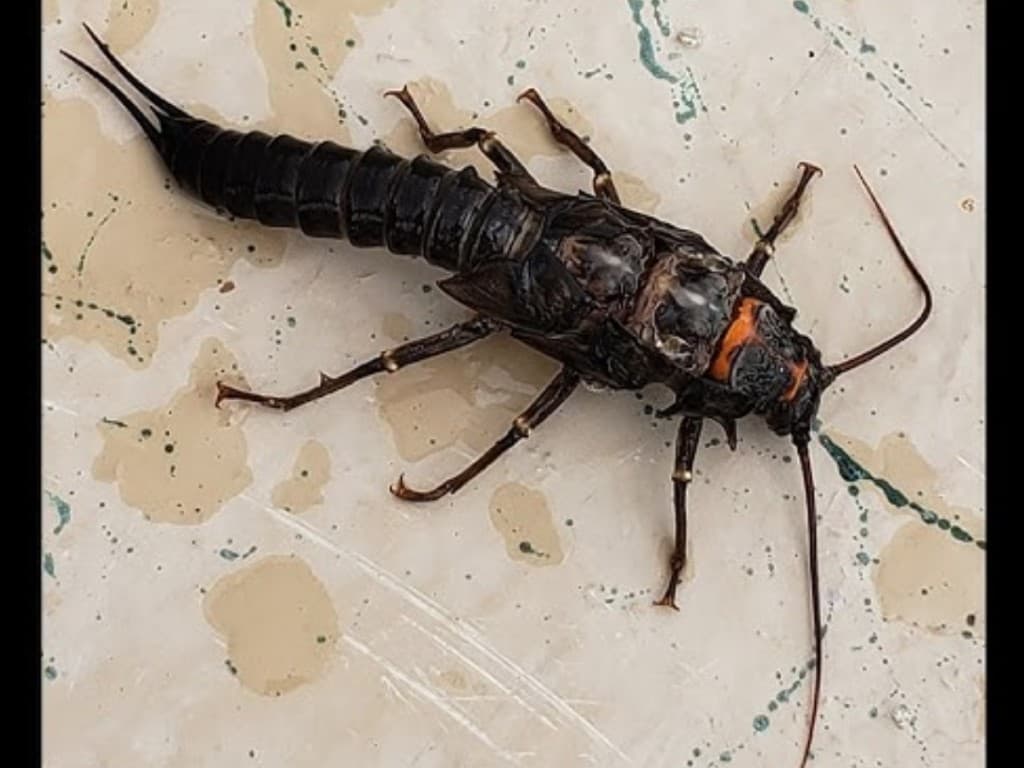 Salmonfly — Nymph