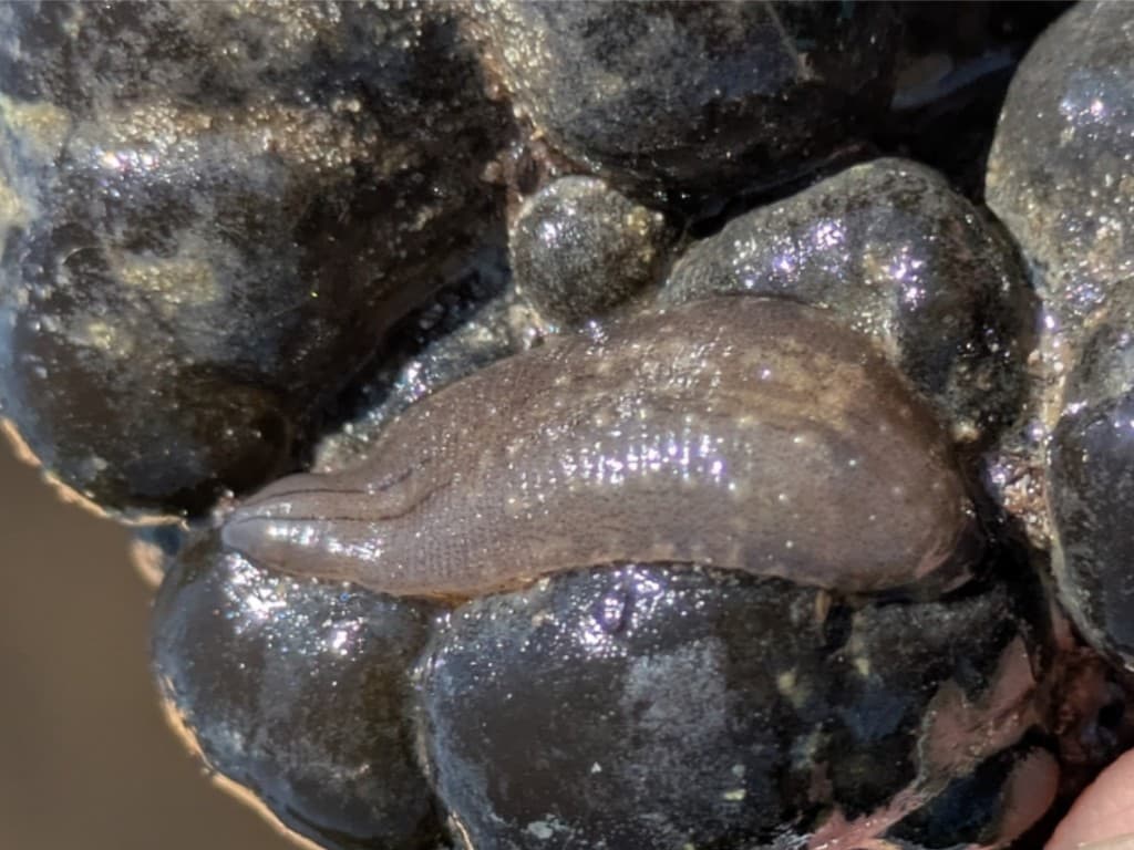 Leech
