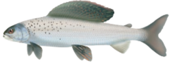 Arctic Grayling