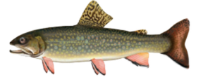 Brook Trout