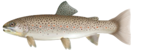 Brown Trout