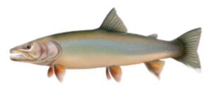 Bull Trout