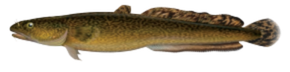 Burbot