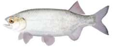 Goldeye