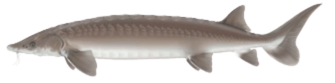 Lake Sturgeon