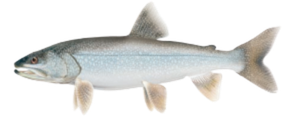 Lake Trout
