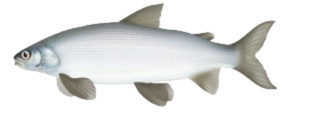 Lake Whitefish