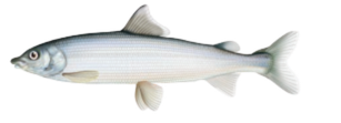 Mountain Whitefish