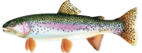 Rainbow Trout