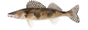 Sauger