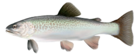 Tiger Trout