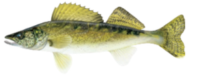 Walleye