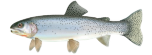 Cutthroat Trout