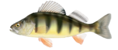 Yellow Perch